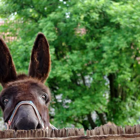 Roulotte Le Gite-anes * Jou-sous-Monjou