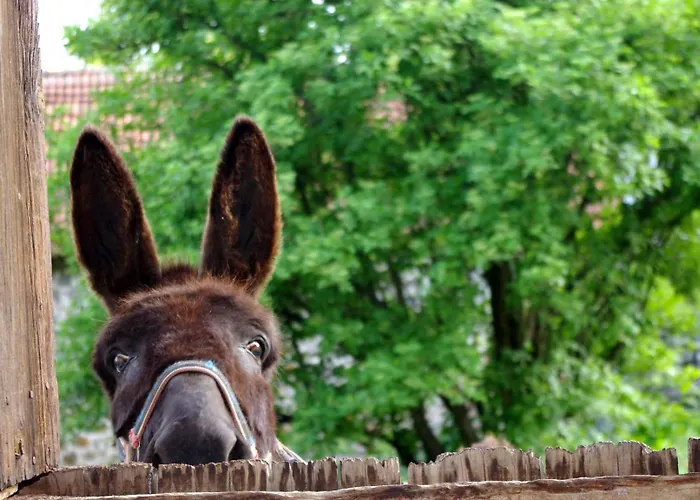 Roulotte Le Gite-anes * Jou-sous-Monjou